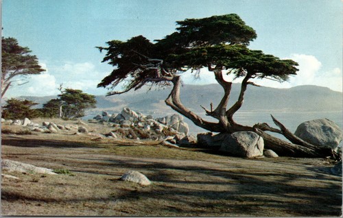 Postcard pebble beach - postcard~pebble,